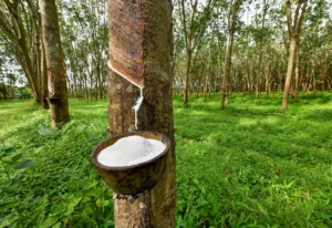 Biến động giá xuất khẩu cao su khi nhu cầu thị trường nhập khẩu lớn nhất của Việt Nam suy yếu
