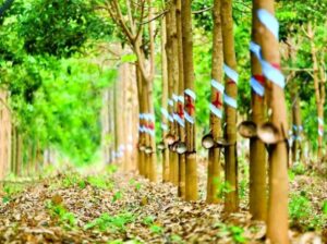 Giá cao su hôm nay 19/6: Chìm trong sắc đỏ