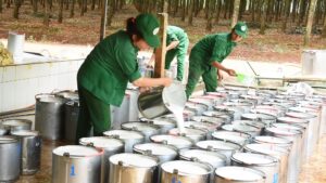 Thị trường cao su châu Á ngày 4/6: Giá tại Nhật Bản giảm thêm 2%