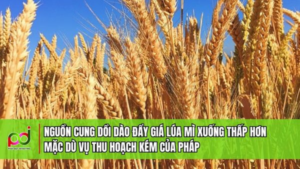 Nguồn Cung Dồi Dào Đẩy Giá Lúa Mì Xuống Thấp Bất Chấp Vụ Thu Hoạch Kém Tại Pháp