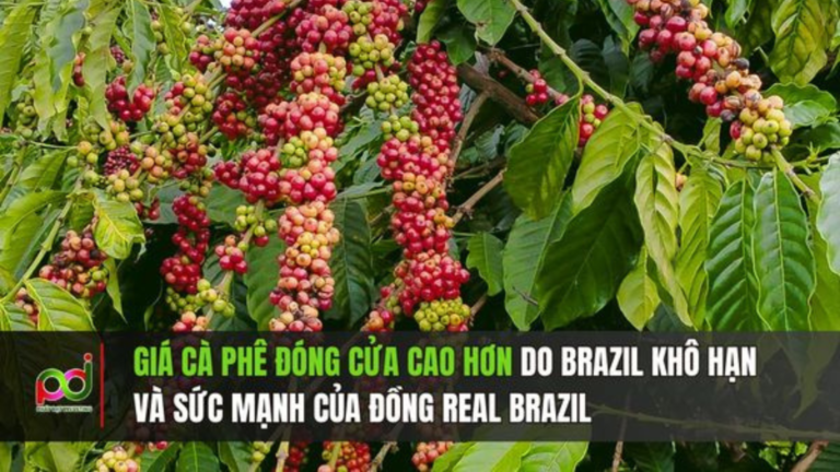 Giá Cà Phê Tăng Cao Do Khô Hạn Tại Brazil Và Sức Mạnh Của Đồng Real