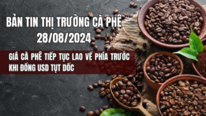 GIÁ CÀ PHÊ NGÀY 28/8/2024: GIÁ CÀ PHÊ TIẾP TỤC LAO VỀ PHÍA TRƯỚC KHI ĐỒNG USD TỤT DỐC