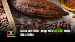 GIÁ CA CAO TƯƠNG LAI ĐẠT MỨC CAO NHẤT TRONG HƠN 2 THÁNG