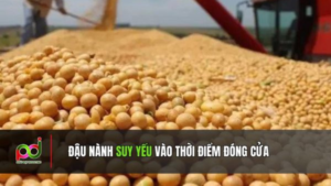 Thị Trường Đậu Nành Biến Động Nhẹ Khi Đóng Cửa, Sản Lượng và Doanh Số Xuất Khẩu Đạt Mức Cao