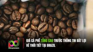 Giá Cà Phê Tăng Cao Trước Thông Tin Bất Lợi Về Thời Tiết Tại Brazil