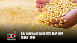 Giá Đậu Nành Giảm Xuống Mức Thấp Nhất Trong Một Tuần