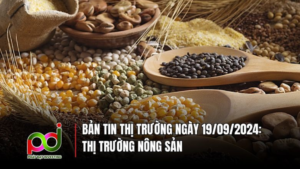 Bản Tin Thị Trường Ngày 19/09/2024: Diễn Biến Mới Nhất Về Thị Trường Nông SảnBản Tin Thị Trường Ngày 19/09/2024: Diễn Biến Mới Nhất Về Thị Trường Nông Sản