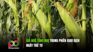 Giá Ngô Tăng Nhẹ Trong Phiên Giao Dịch Ngày Thứ Tư