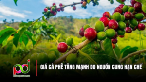 Giá Cà Phê Tăng Vọt: Nguồn Cung Hạn Chế và Nhiều Yếu Tố Ảnh Hưởng