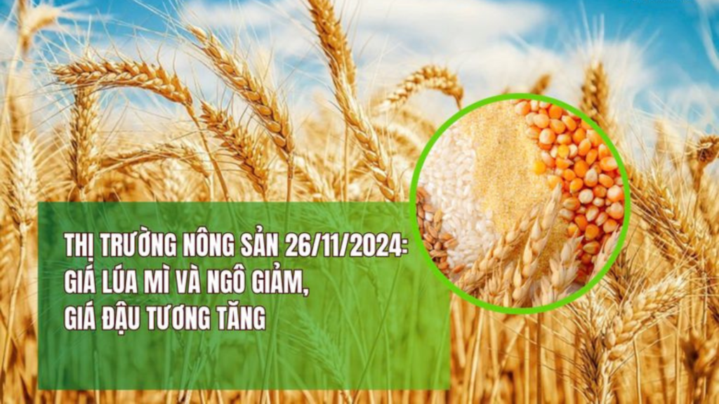 Thị Trường Nông Sản Ngày 26/11/2024: Giá Lúa Mì và Ngô Giảm, Đậu Tương Tăng Mạnh