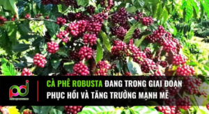 Thị Trường Cà Phê Robusta Trên Đà Tăng Trưởng Ấn Tượng: Cơ Hội Cho Việt Nam